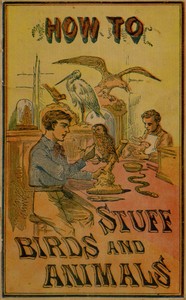 Cover of How to stuff birds and animals