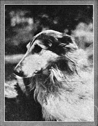 Cover of Lad A Dog