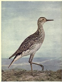 Cover of Birds Illustrated by Color Photography, Vol. 3, No. 4