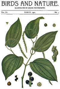 Cover of Birds and Nature Vol. 09 No. 3 [March 1901]